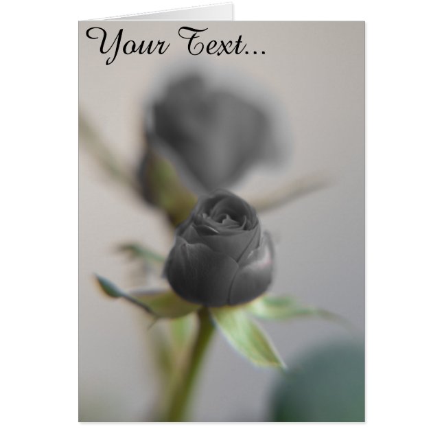 Eine schwarze Rose (Vorne)