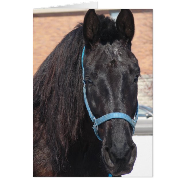 Eine schwarze Schönheit (Vorne)