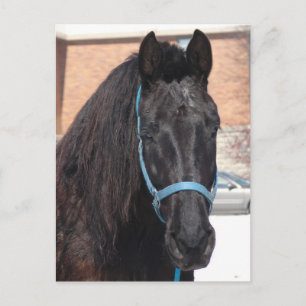 Eine schwarze Schönheit Postkarte