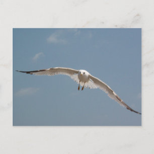 Eine Seagull in der Luft Postkarte