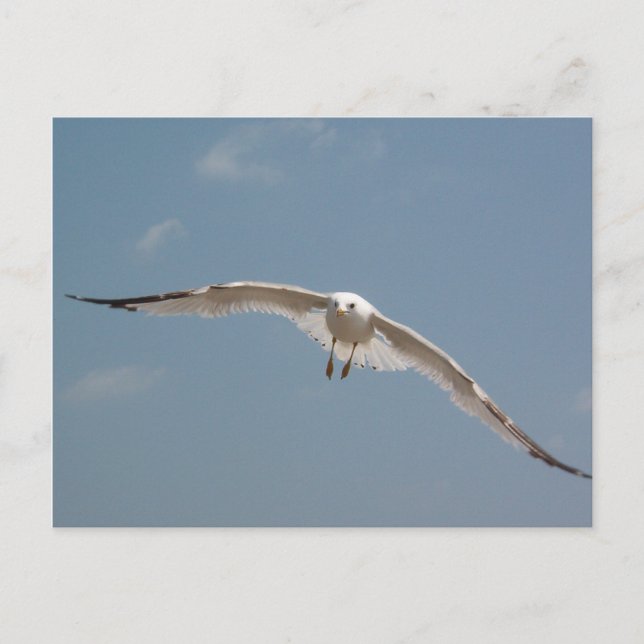 Eine Seagull in der Luft Postkarte (Vorderseite)
