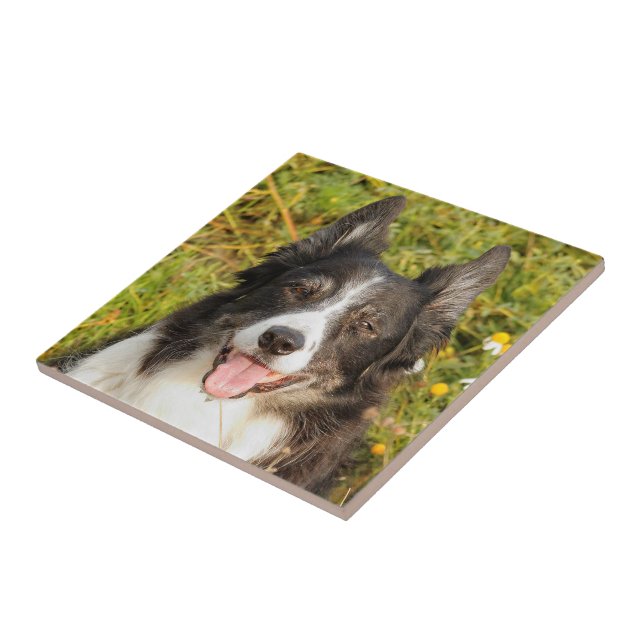 Eine sehr freundliche Border Collie Fliese (Seite)