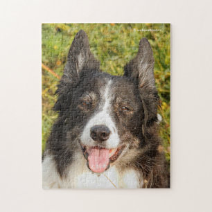 Eine sehr freundliche Border Collie Puzzle