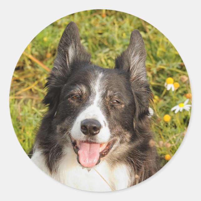 Eine sehr freundliche Border Collie Runder Aufkleber (Vorderseite)