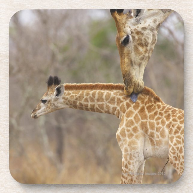 Eine Seitenansicht einer Giraffe, die seine Junge Untersetzer (Vorderseite)