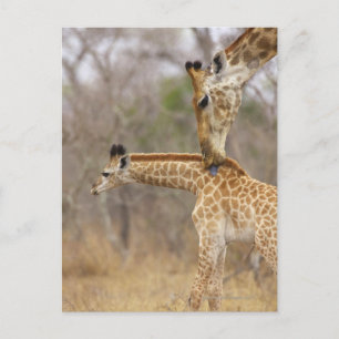 Eine seitliche Sicht auf eine Giraffe, die ihre Ju Postkarte