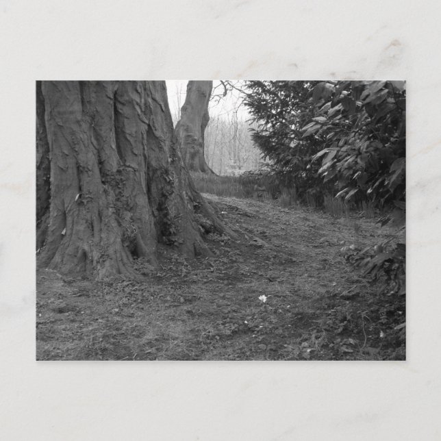 Eine Single-Blume Postkarte (Vorderseite)