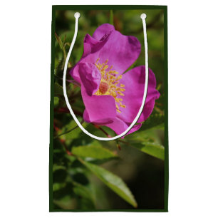 Eine Single-wilde Rose Kleine Geschenktüte