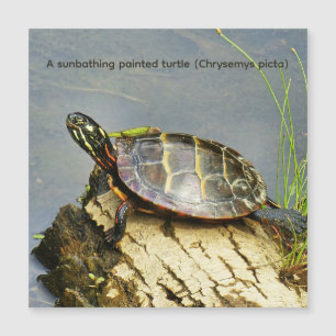 Eine sonnenbadende Zierschildkröte Magnetkarte