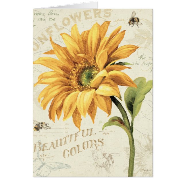 Eine Sonnenblume in voller Blüte (Vorne)