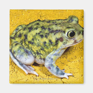 Eine spadefoot Kröte Magnet