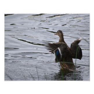 Eine Stockente schlägt mit den Flügeln. Fotodruck