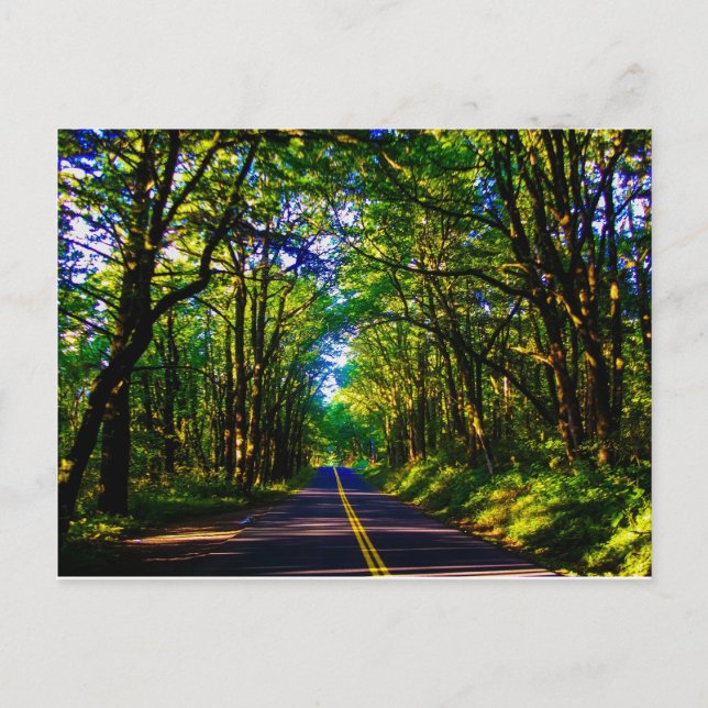 Eine Straße, die durch einen grünen Wald in Oregon Postkarte (Vorderseite)