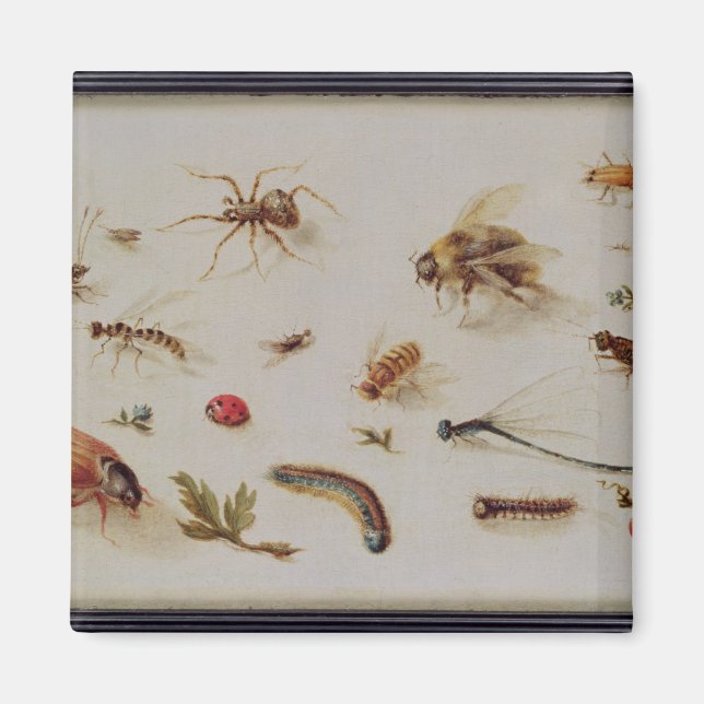 Eine Studie über Insekten Magnet (Vorne)