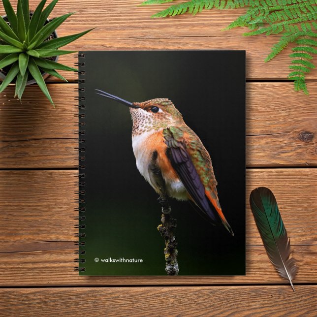 Eine süße Rufous-Hummingvogel-Pose auf dem Obstbau Notizblock (Rufous Hummingbird Poses on the Hybrid Fruit Tree Journal Cover Photo 1)