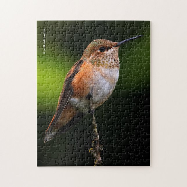 Eine süße Rufous-Hummingvogel-Pose auf dem Obstbau Puzzle (Vertikal)
