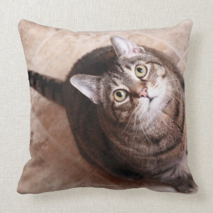 Eine Tabbykatze, die oben schaut Kissen