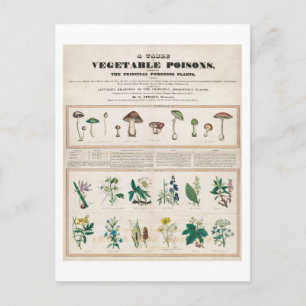 Eine Tabelle der pflanzlichen Gifte Vintage Poster Postkarte