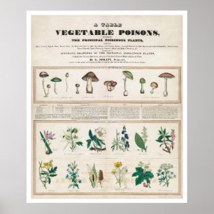 Eine Tabelle pflanzlicher Gifte Vintage Poster