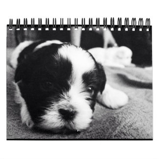 Eine tägliche Dosis des Pandas Kalender