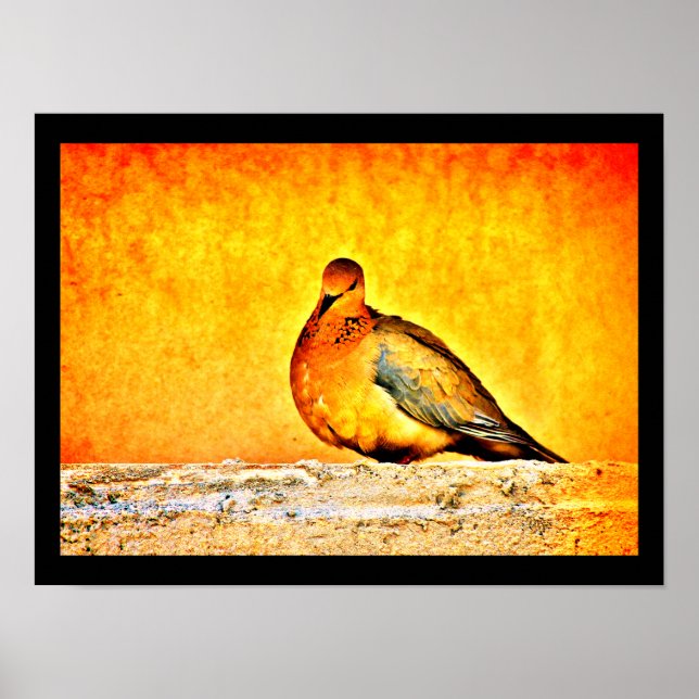 Eine Taubenprinzessin Poster (Vorne)