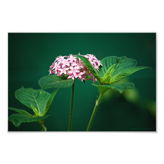 Eine Touch Rosa im grünen Foto (Vorne)