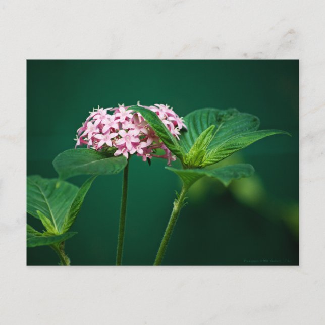 Eine Touch Rosa in der grünen Postkarte (Vorderseite)