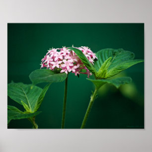 Eine Touch Rosa in der grünen Printmedien Poster