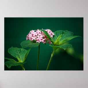 Eine Touch Rosa in der grünen Printmedien Poster