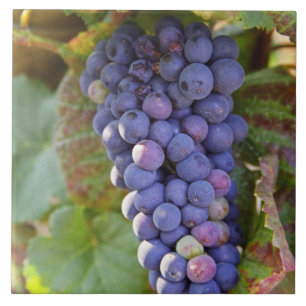 Eine Traube Pinot Noir-Trauben in einem Chambertin Fliese