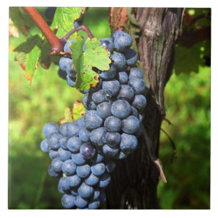 Eine Traube reifer Merlot an einem Rebstock mit Fliese