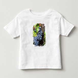 Eine Traube reifer Merlot an einem Rebstock mit Kleinkind T-shirt