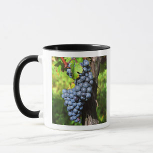 Eine Traube reifer Merlot an einem Rebstock mit Tasse