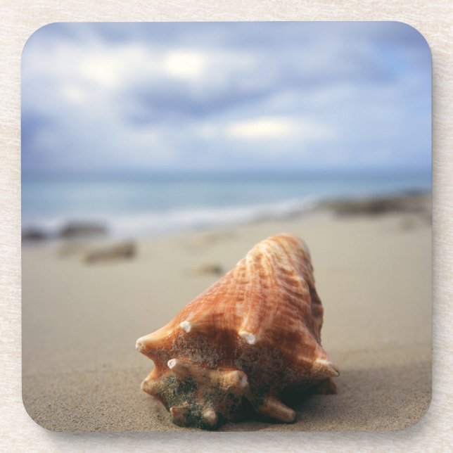 Eine Tritonshorn-Muschel auf dem St. Croix, Usvi Getränkeuntersetzer (Vorderseite)