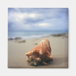 Eine Tritonshorn-Muschel auf dem St. Croix, Usvi Magnet