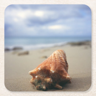 Eine Tritonshorn-Muschel auf dem St. Croix, Usvi Rechteckiger Pappuntersetzer