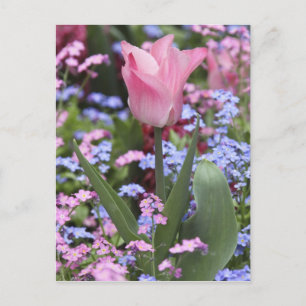 Eine Tulpe im Luxembourg-Garten, Paris, Frankreich Postkarte