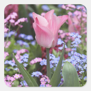 Eine Tulpe im Luxembourg-Garten, Paris, Frankreich Quadratischer Aufkleber