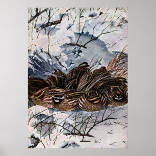 Eine Umfrage der Bobwhites Poster