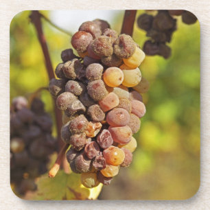 Eine verschimmelte Semillon-Traube in Ch Raymond L Untersetzer