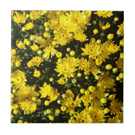 Eine Vielzahl gelber Mums Fliese