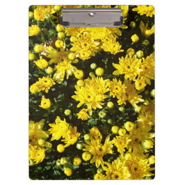 Eine Vielzahl gelber Mums Klemmbrett