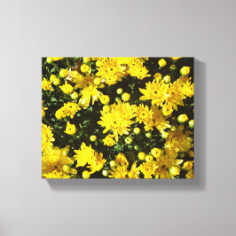 Eine Vielzahl gelber Mums Leinwanddruck