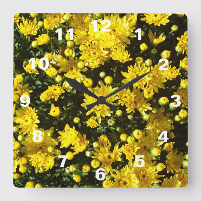 Eine Vielzahl gelber Mums Quadratische Wanduhr (Vorderseite)