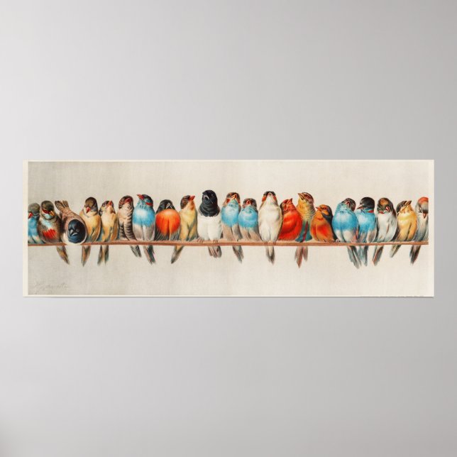 Eine Vintage Illustration über Vögel Poster (Vorne)