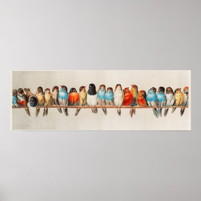 Eine Vintage Illustration über Vögel Poster (Vorne)