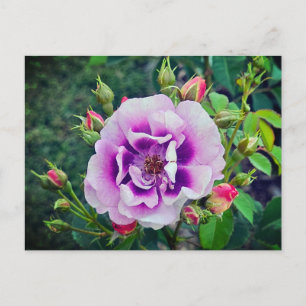 Eine violette Rose Feiertagspostkarte