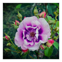 Eine violette Rose