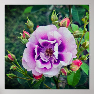Eine violette Rose Poster