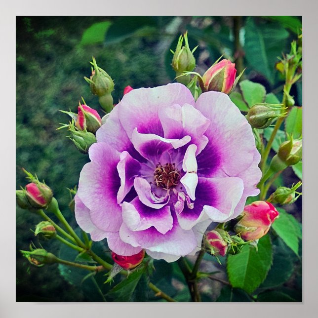 Eine violette Rose Poster (Vorne)